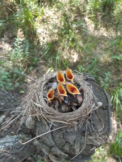 Птенцы дроздов в гнезде