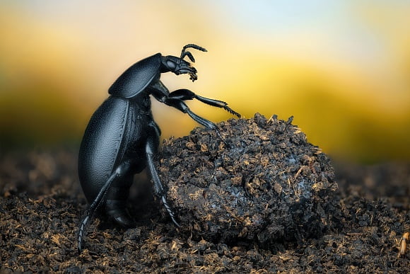 Черный жук