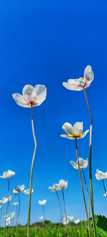 Алтайская весна